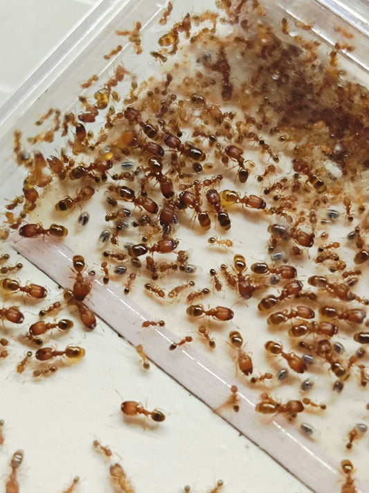 Pheidole parva (矮大头蚁)