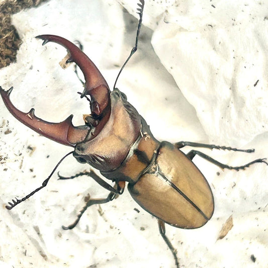 Cyclommatus scutellaris（黯环锹甲）