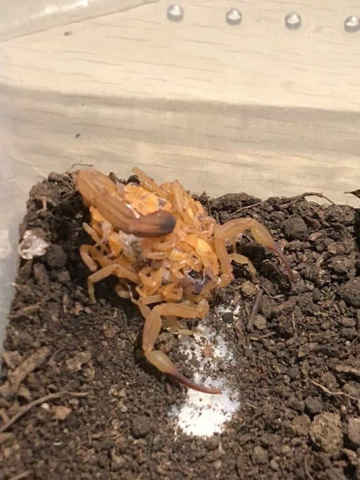Tityus serrulatus（金幽灵蝎）