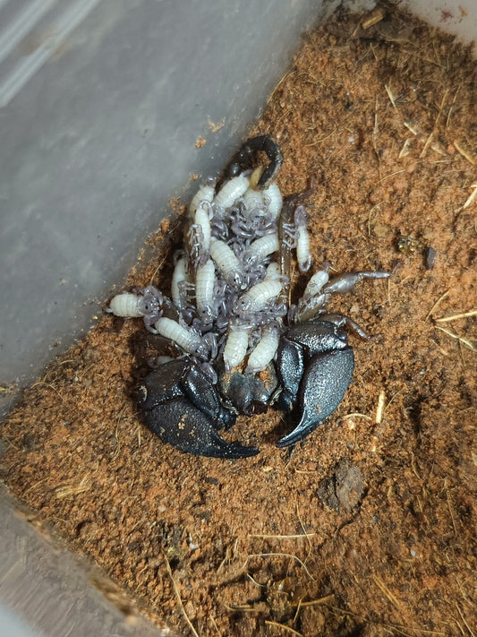 Liocheles australasine（八重山蝎）