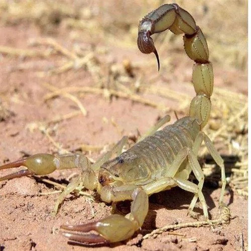 Mesobuthus martensii（东亚钳蝎）