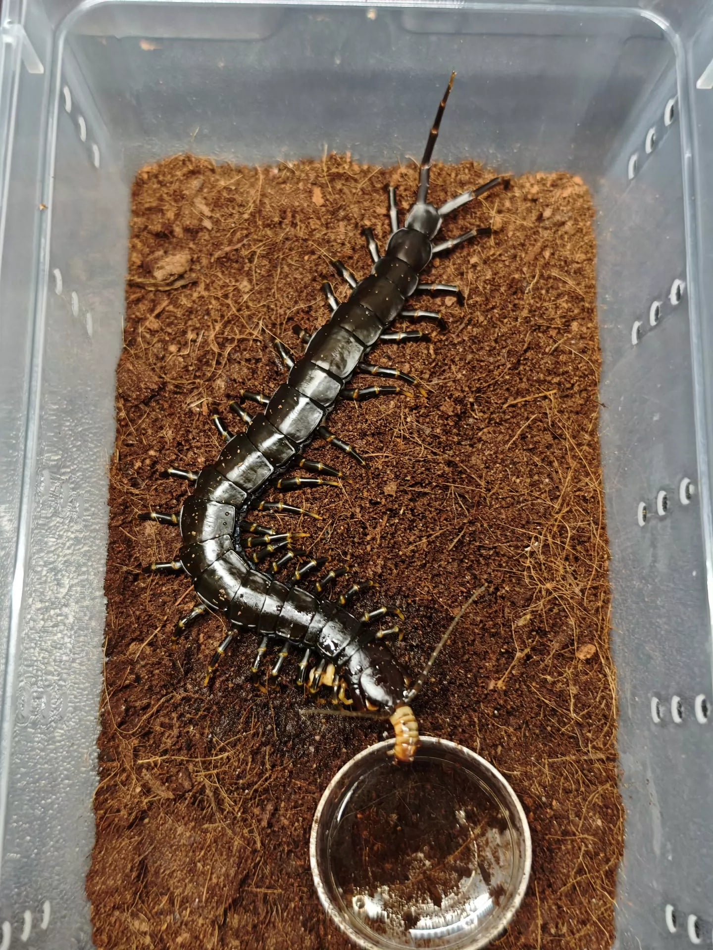 Scolopendra hainanum ，black（黑武士）