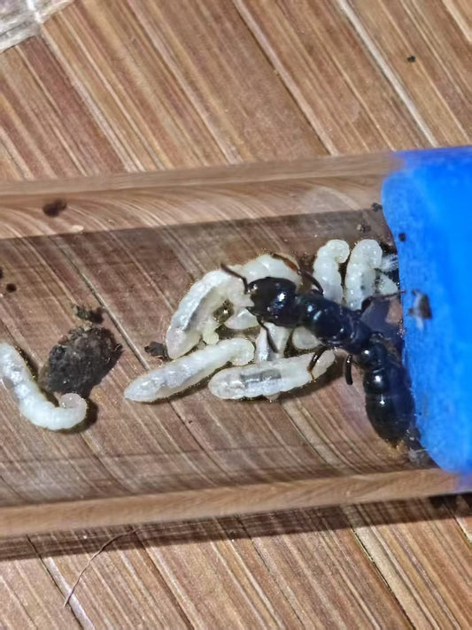 Myopopone castanea (红矛猛蚁)