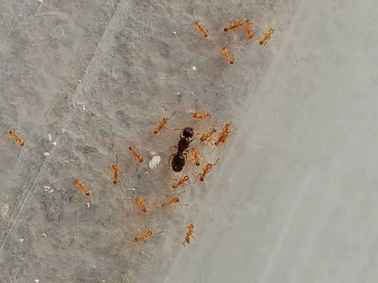 Pheidole flaveria (淡黄大头蚁)