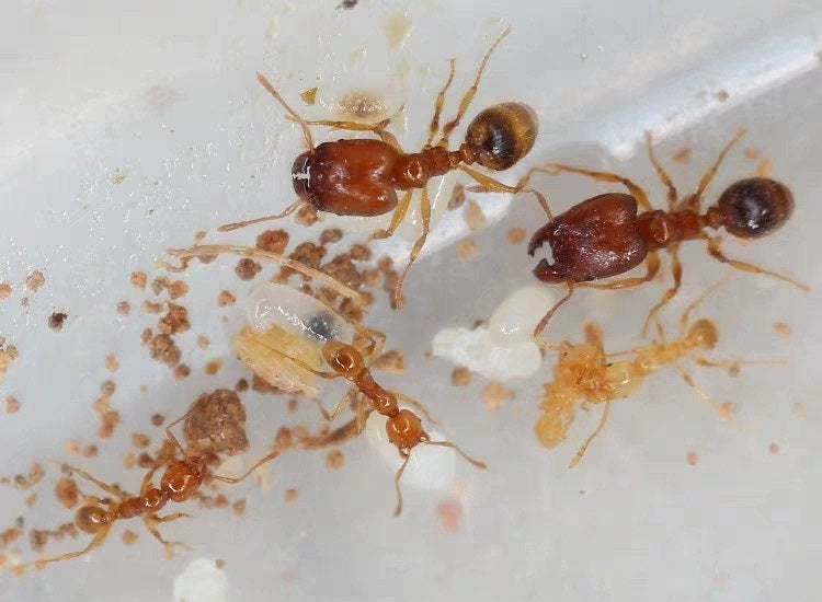 Pheidole flaveria (淡黄大头蚁)