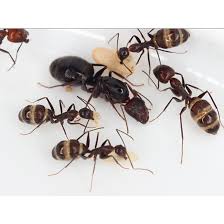 Camponotus jianghuaensis (江华弓背蚁)