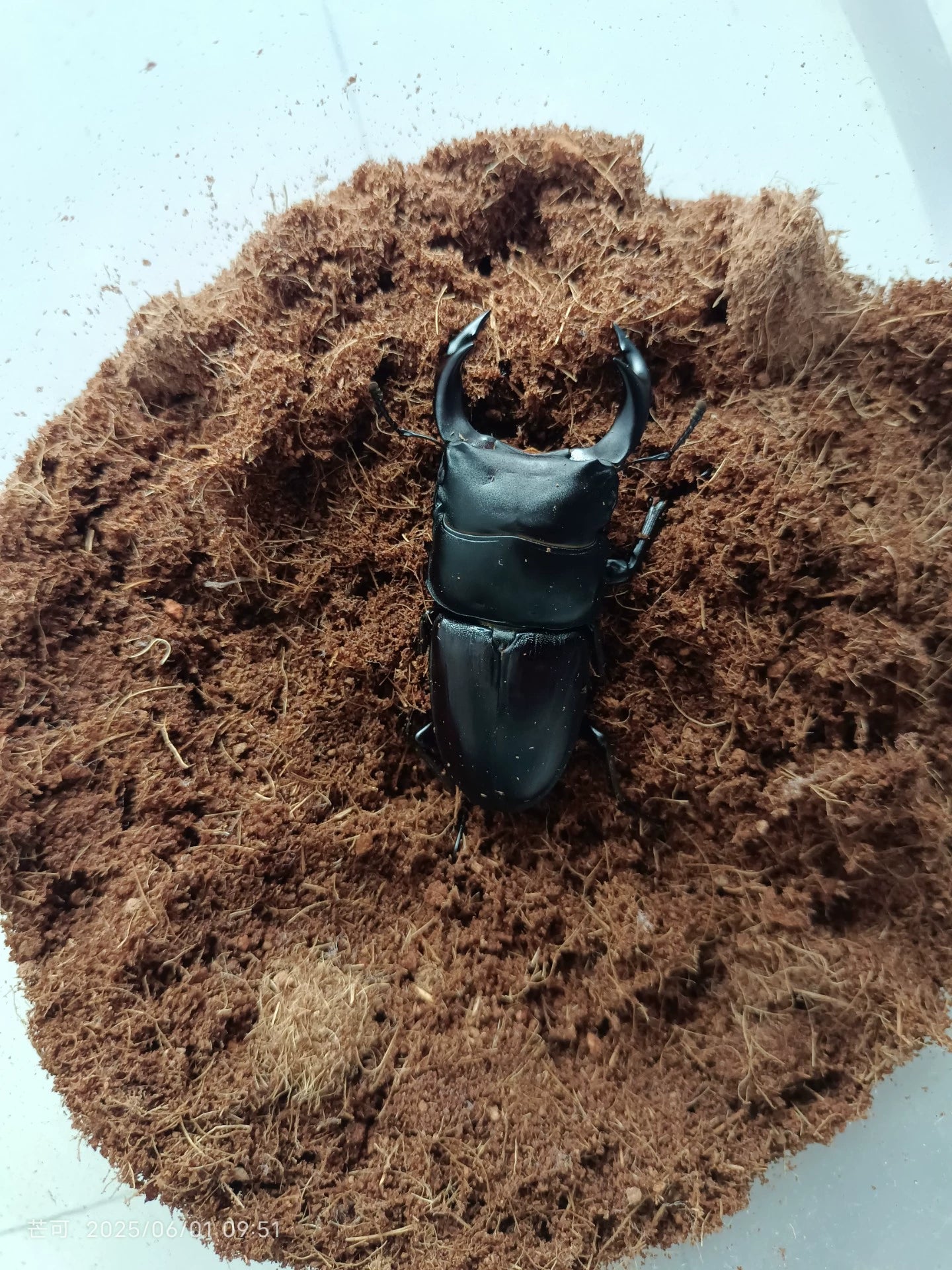 Dorcus hopei（中国大锹）