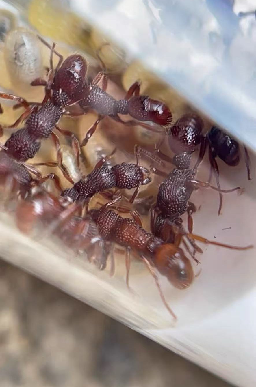 Stictoponera binghamii (宾氏雕突蚁，宾氏曲颊猛蚁)