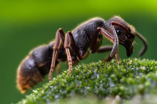 Pseudoneoponera rufipes (红足修猛蚁)
