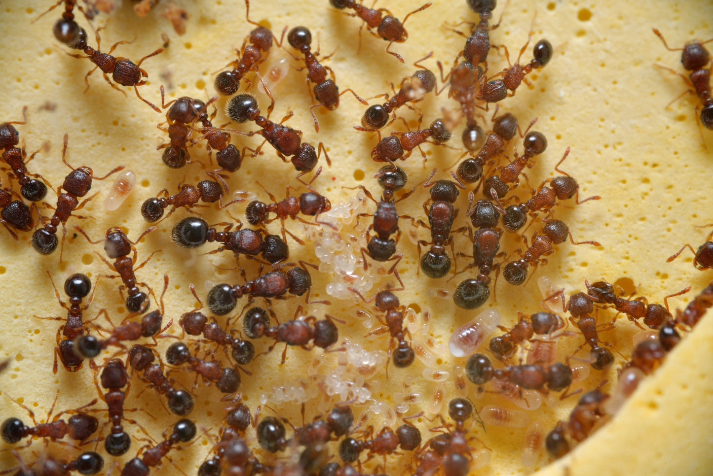 Tetramorium smithi (史氏铺道蚁)