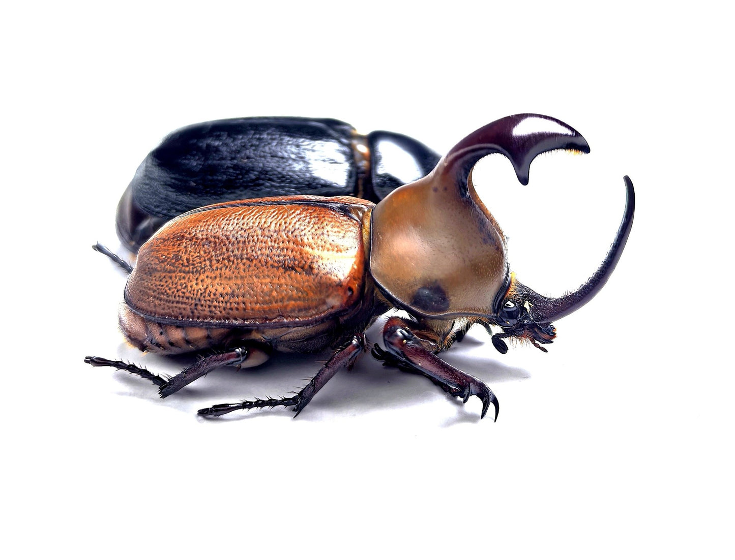 Golofa claviger（大雨伞竖角兜虫）