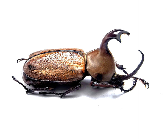 Golofa claviger（大雨伞竖角兜虫）