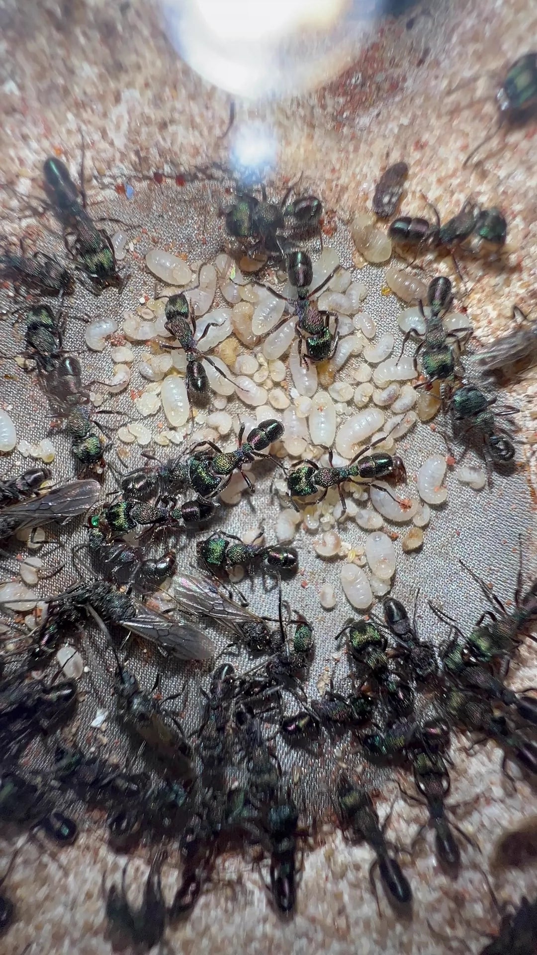 Rhytidoponera metallica (金属皱猛蚁)