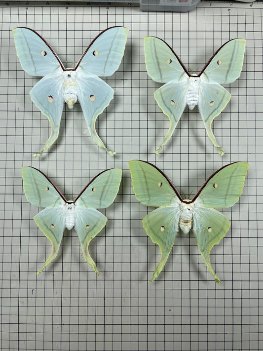 Actias selene（绿尾大蚕蛾）