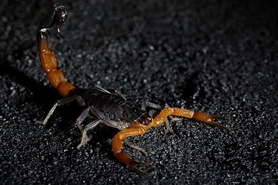 Teruelius flavopiceus（马达加斯加橙金刚蝎）