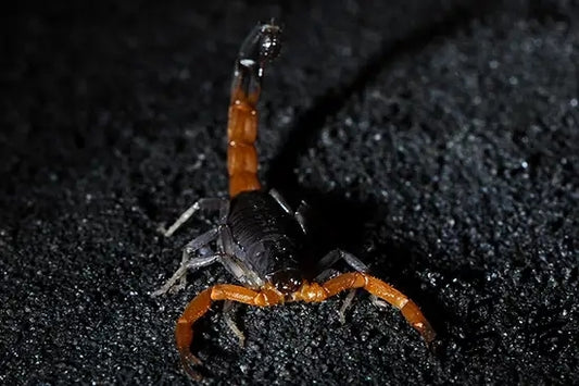 Teruelius flavopiceus（马达加斯加橙金刚蝎）