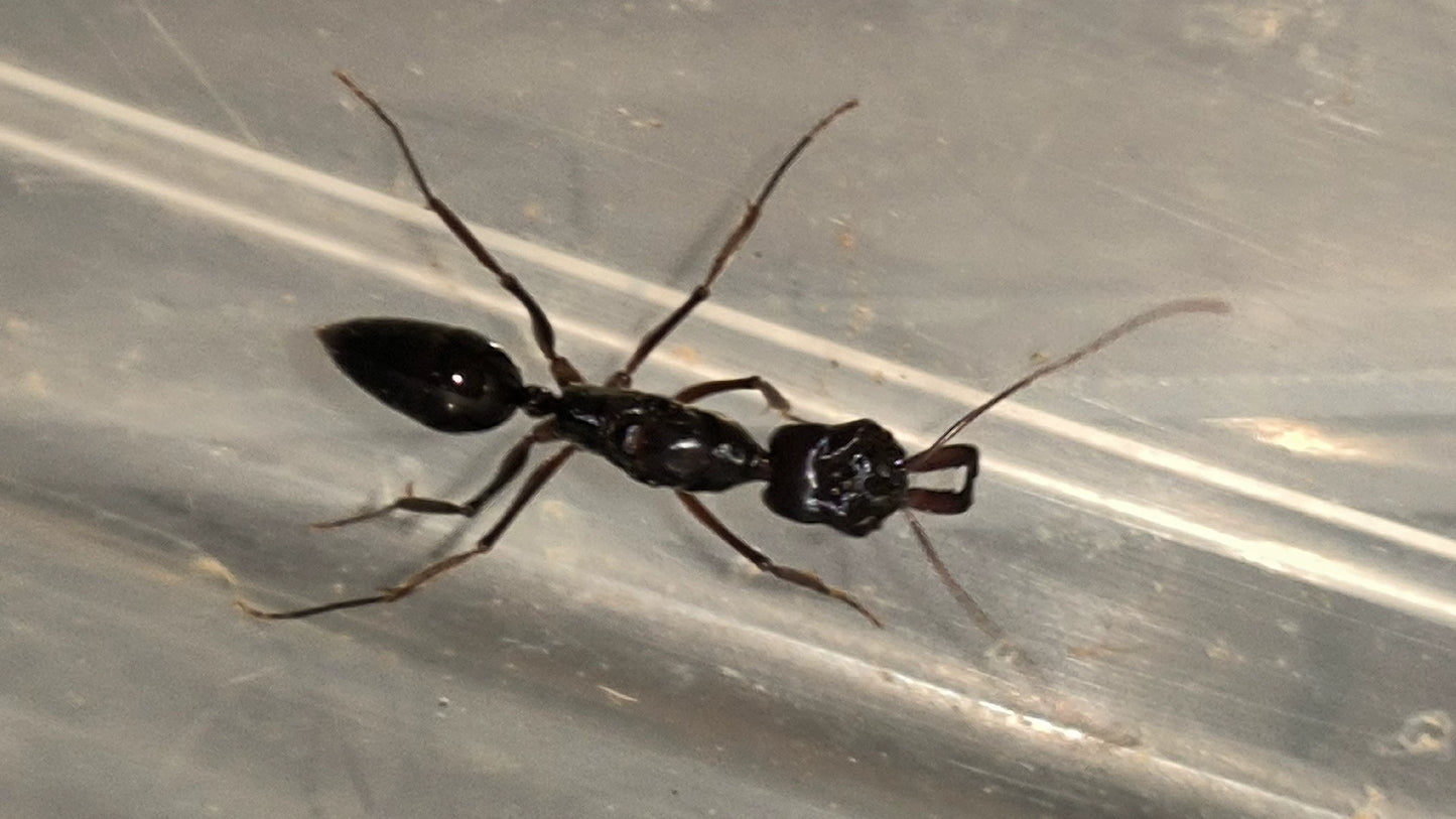 Odontomachus monticola（山大齿猛蚁）