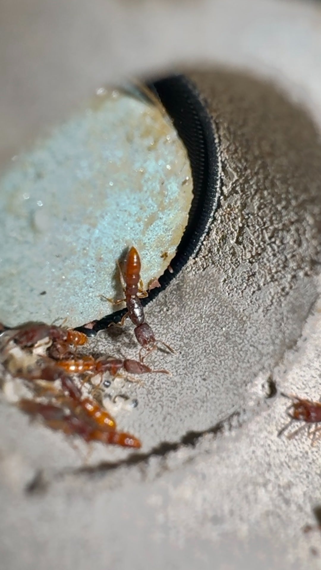 Stigmatomma silvestrii (西氏点猛蚁, 台湾地区：西氏钝蚁)