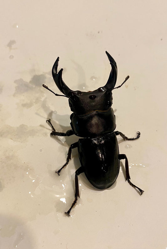 Dorcus hopei（中国大锹）