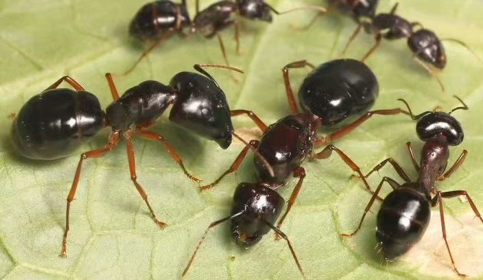 Camponotus largiceps（大头弓背蚁）