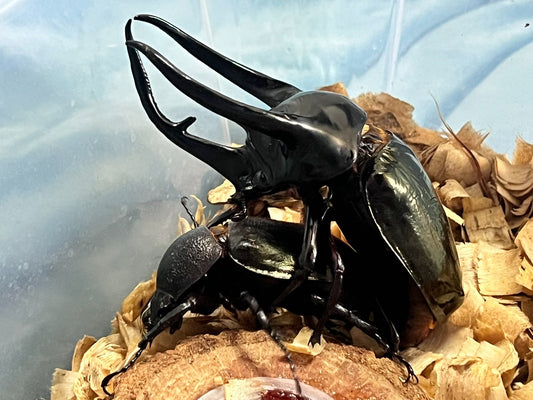 Chalcosoma atlas（南洋大兜虫）