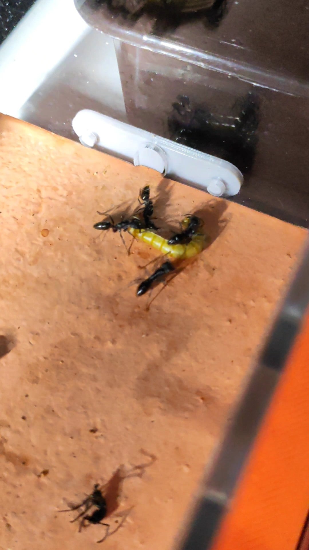 Odontoponera denticulata (齿唇齿猛蚁)