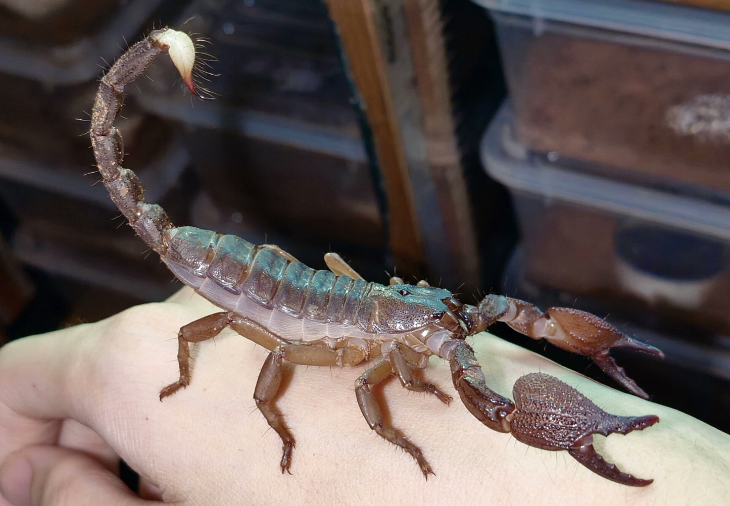 Gigantometrus swammerdami(红爪雨林蝎)