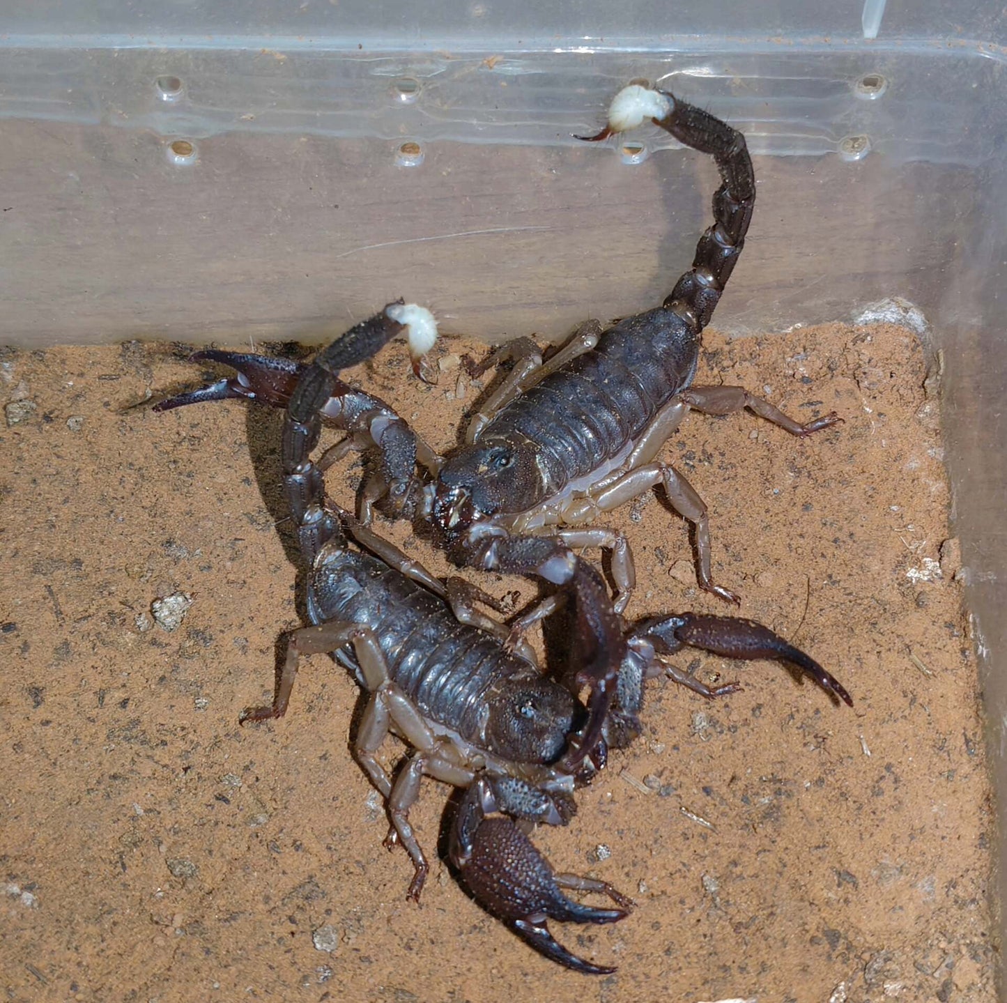 Gigantometrus swammerdami(红爪雨林蝎)