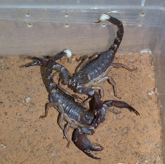 Gigantometrus swammerdami(红爪雨林蝎)