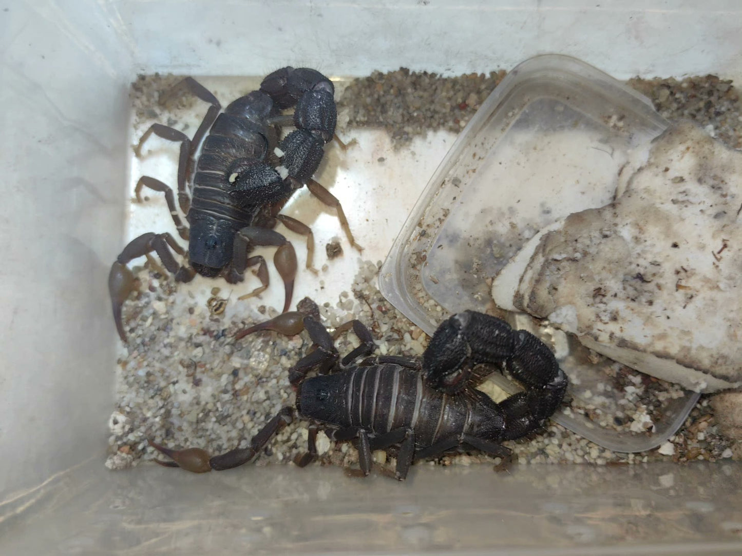 Parabuthus transvaalicus（黑粗尾蝎）