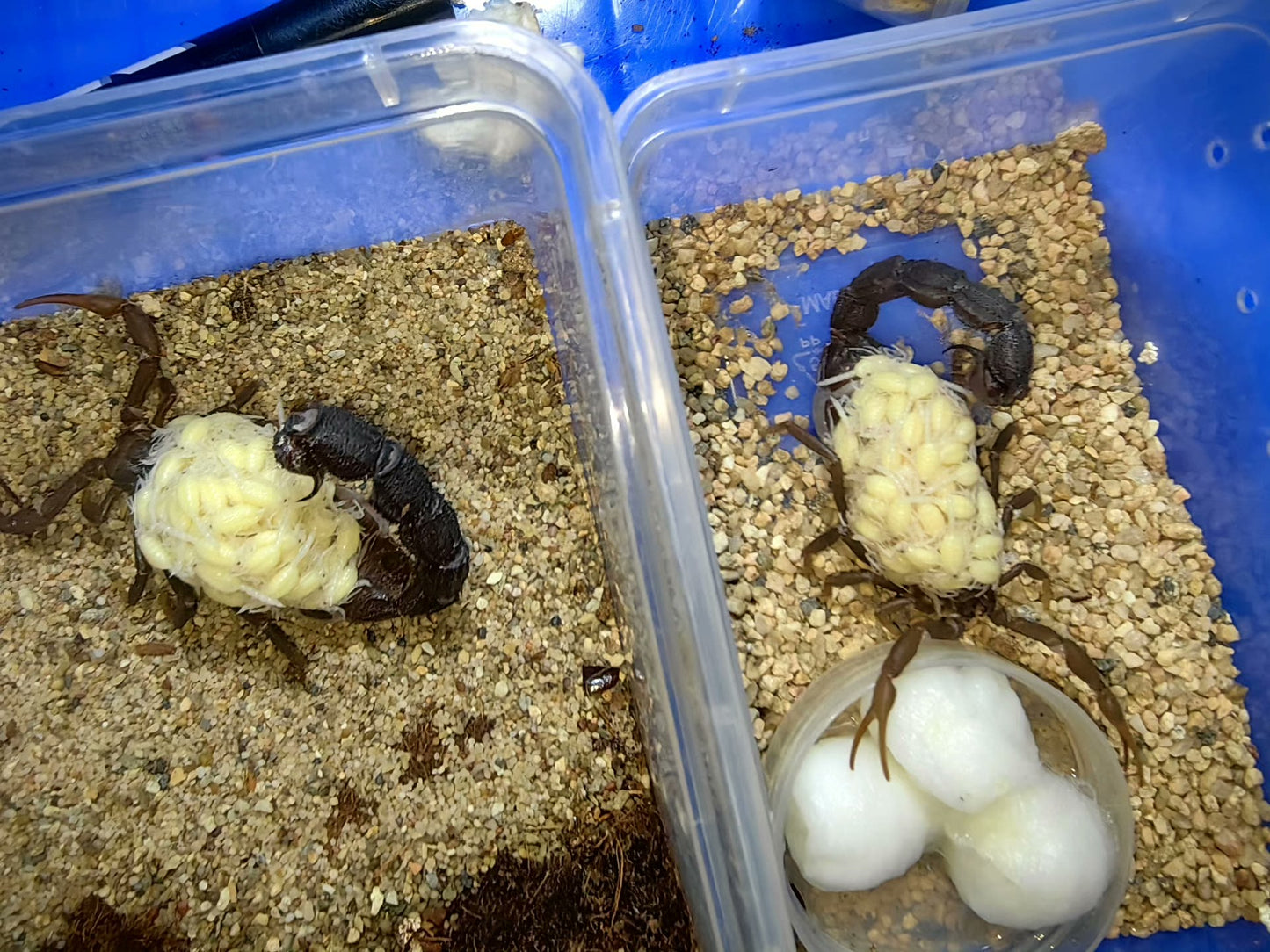Parabuthus transvaalicus（黑粗尾蝎）
