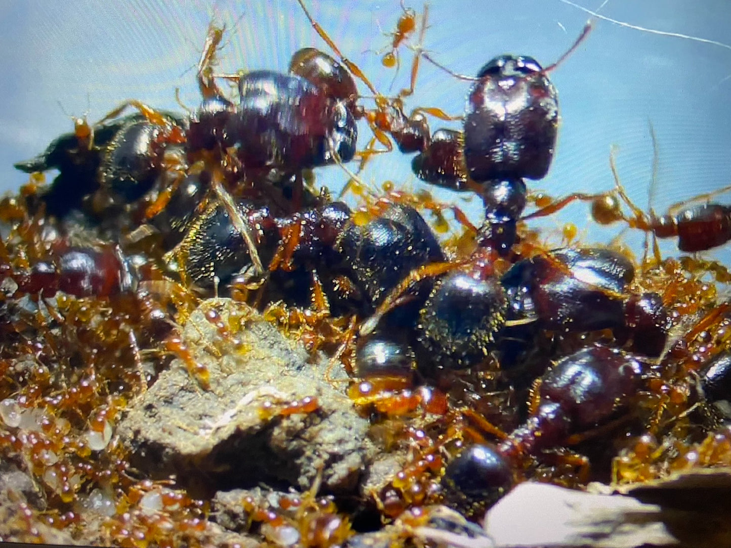 Carebara melasolena（黑沟盲切叶蚁）