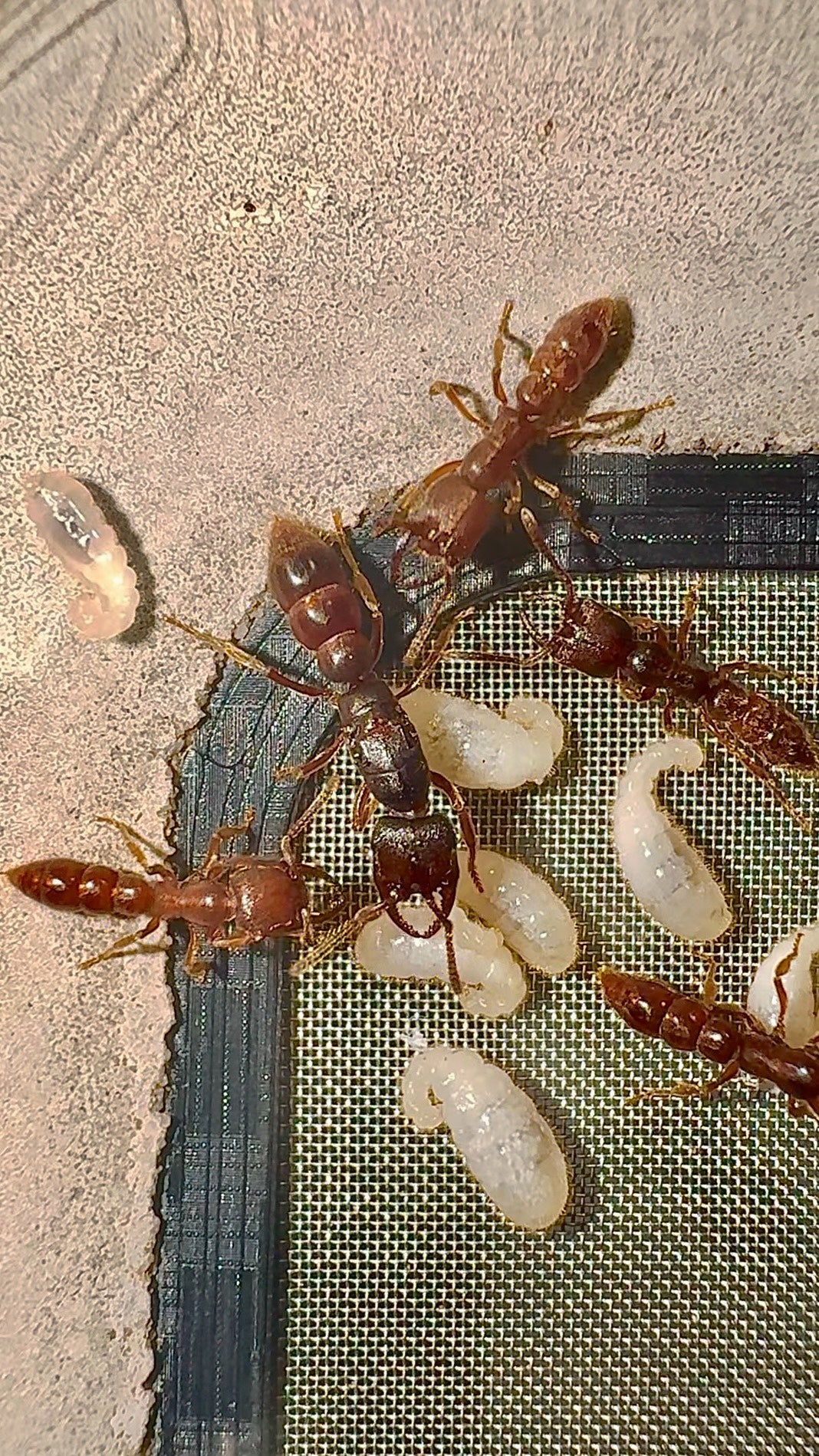 Stigmatomma kangba (康巴点猛蚁)