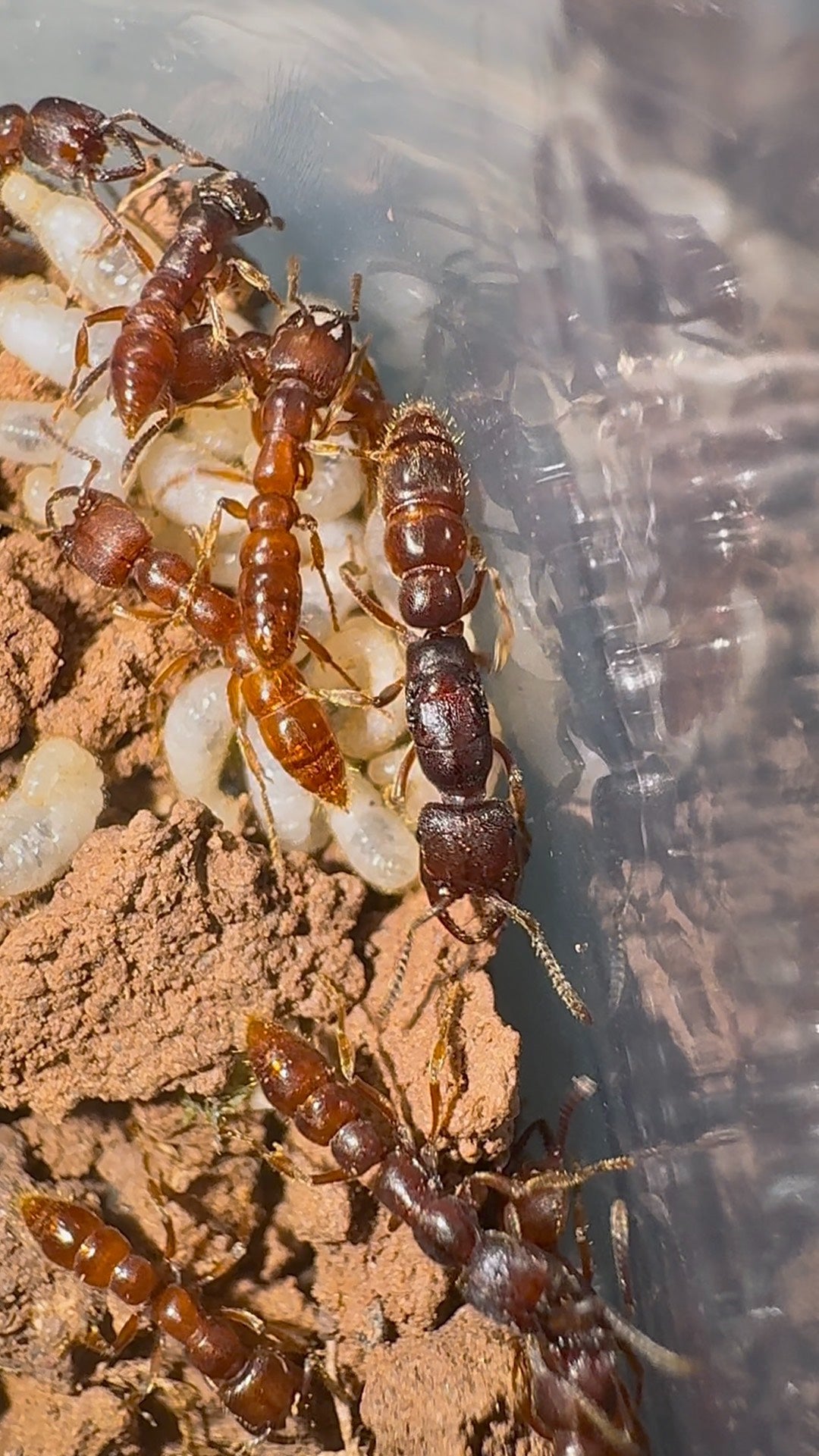 Stigmatomma kangba (康巴点猛蚁)