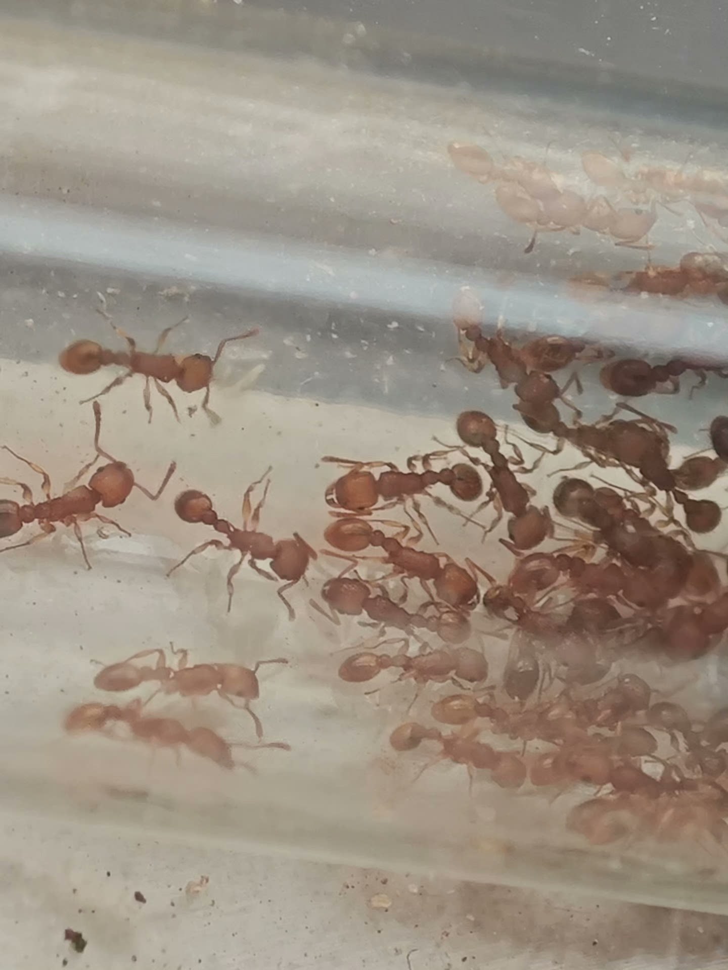 Tetramorium simillimum (相似铺道蚁, 台湾地区：相似皱蚁)