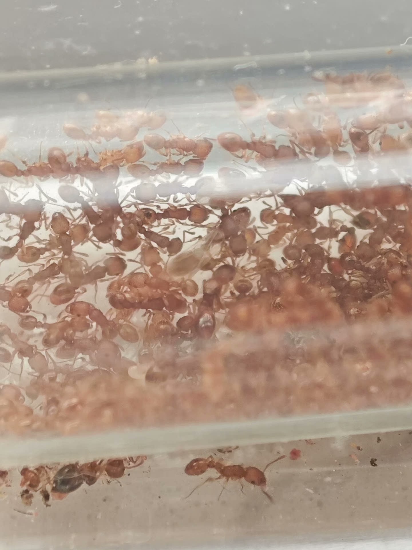Tetramorium simillimum (相似铺道蚁, 台湾地区：相似皱蚁)