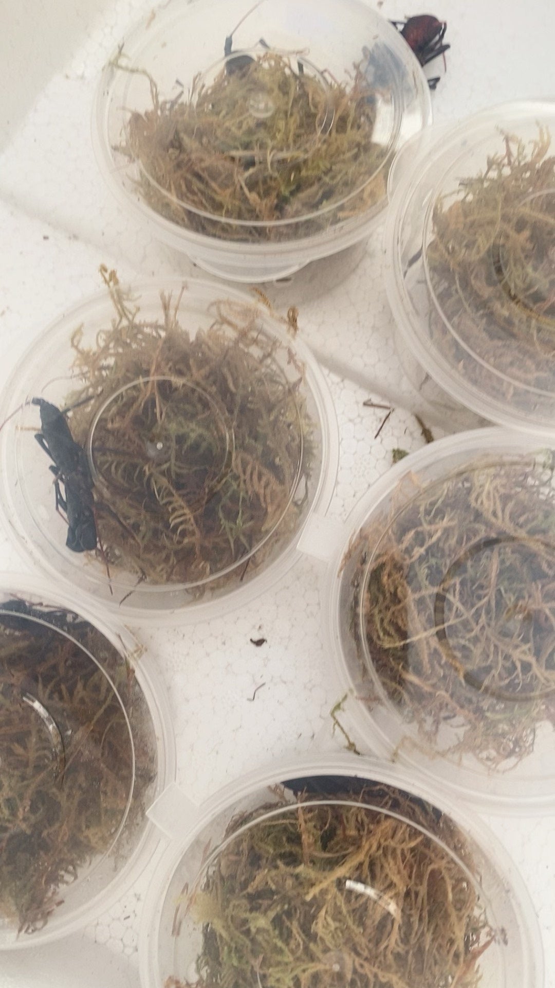 Typopeltis sinensis（中华盾鞭蝎）