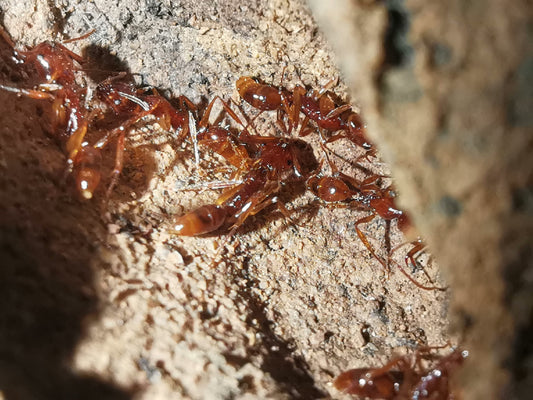 Anochetus risii (里氏钩猛蚁, 台湾地区：里氏颚针蚁)