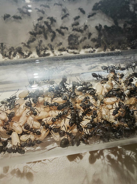 Formica japonica (日本黑褐蚁, 台湾地区：日本山蚁)