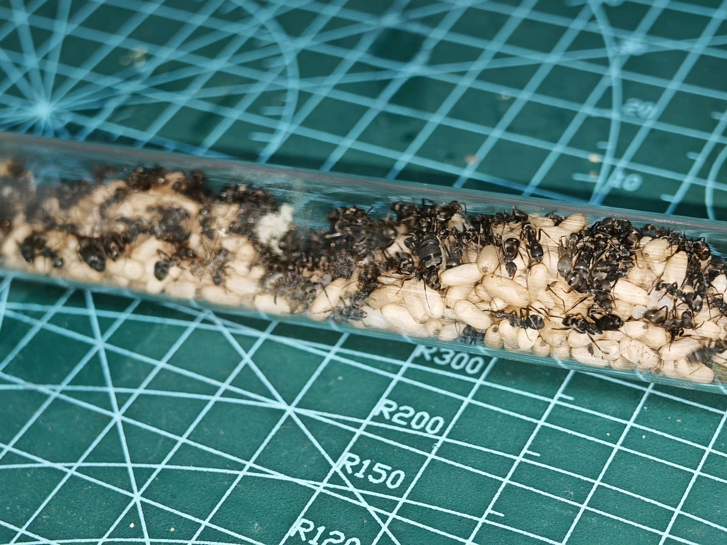 Formica japonica (日本黑褐蚁, 台湾地区：日本山蚁)