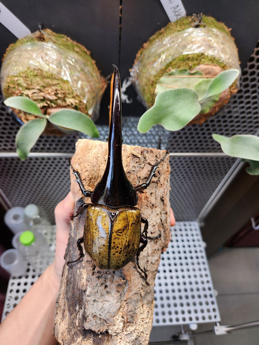 Dynastes hercules（海格力斯长戟大兜虫）