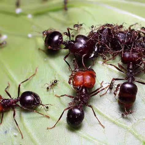 Carebara diversa（全异盲切叶蚁）