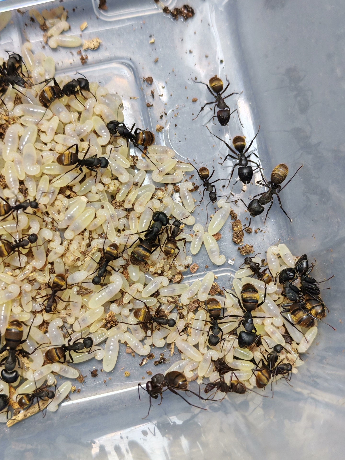 Camponotus tonkinus (金毛弓背蚁)