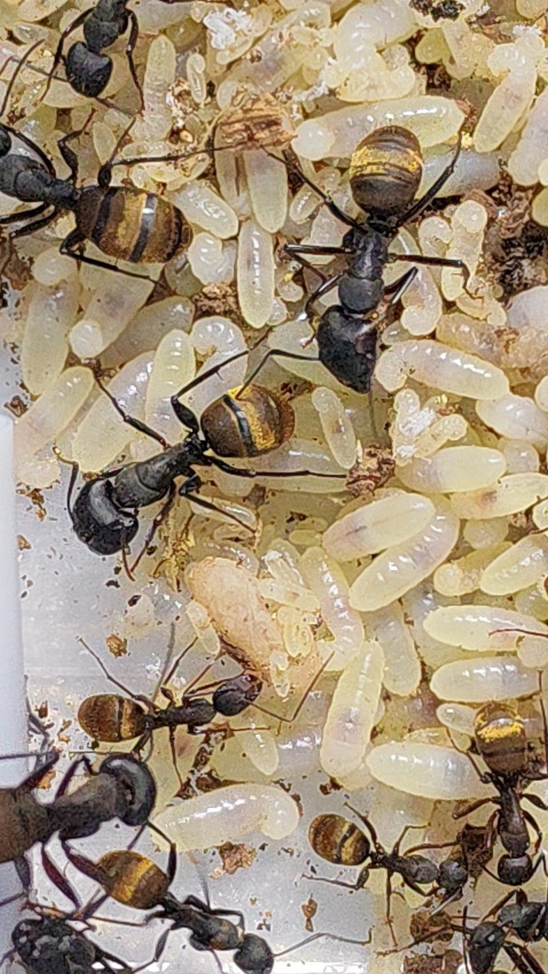 Camponotus tonkinus (金毛弓背蚁)
