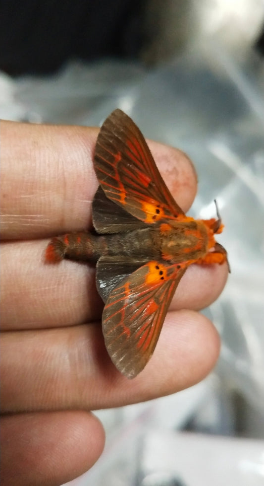 Alompra roepkei（红点枯叶蛾）