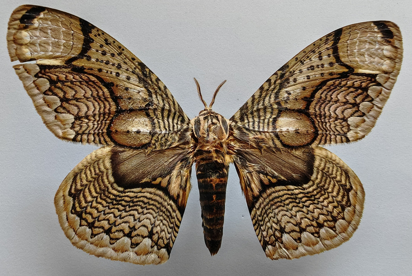 Brahmaea wallichii（枯球箩纹蛾）