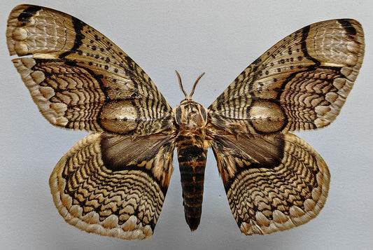 Brahmaea wallichii（枯球箩纹蛾）