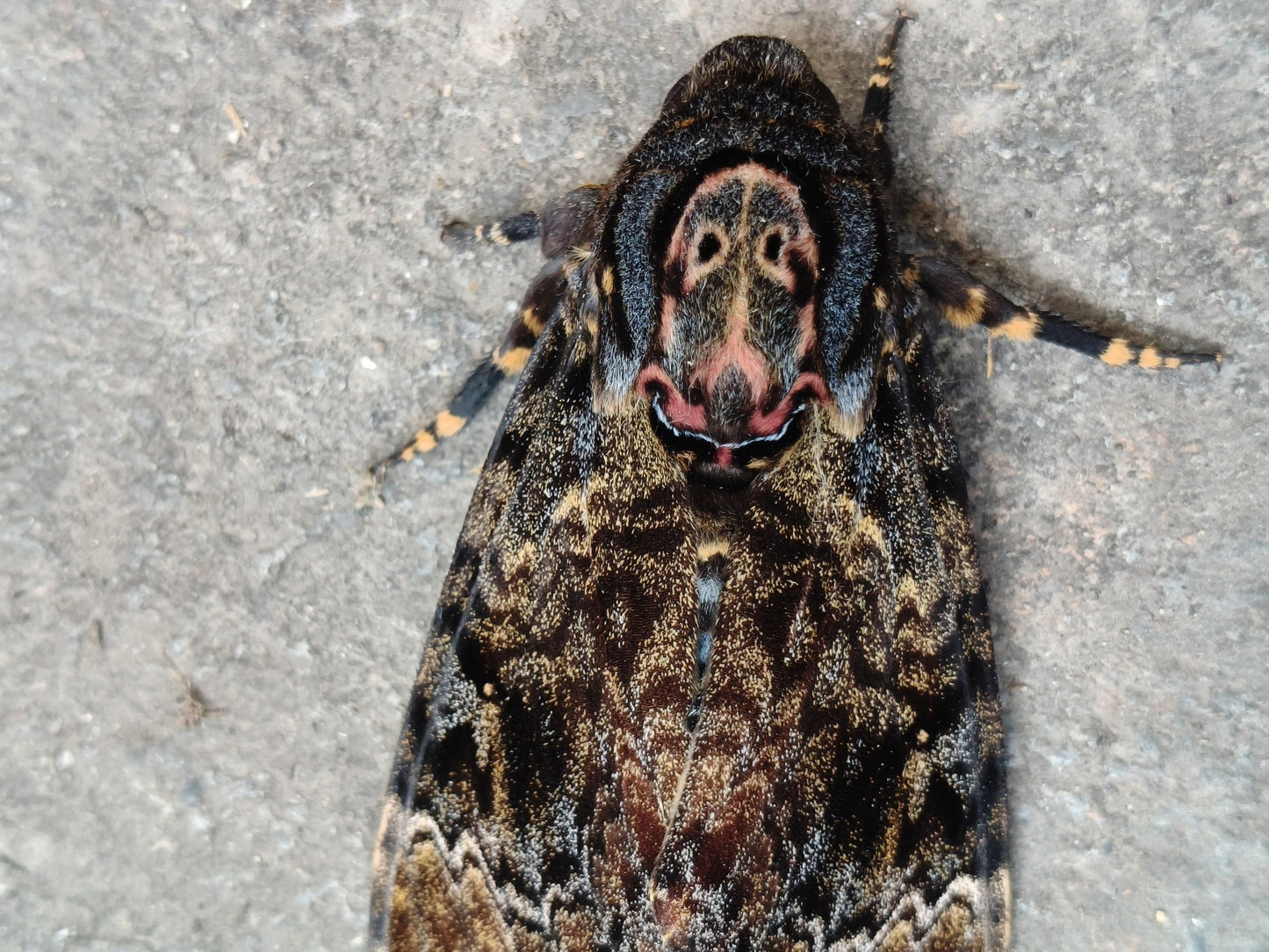 Acherontia atropos（鬼面蛾）