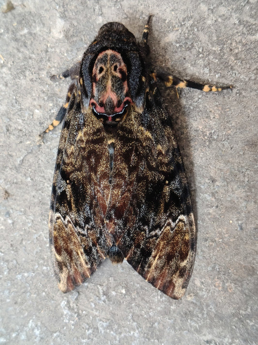Acherontia atropos（鬼面蛾）