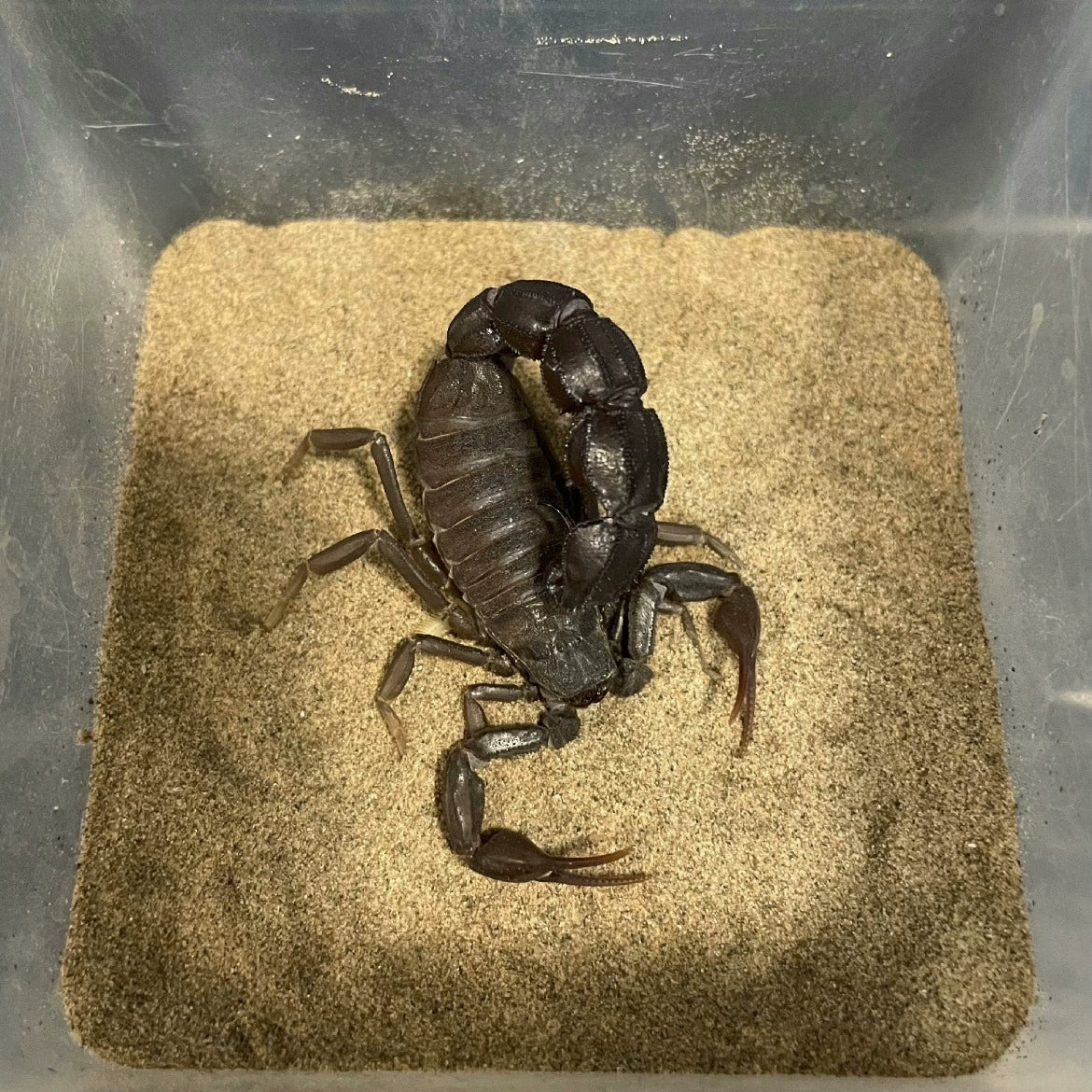 Androctonus gonneti（贡内特黑肥尾蝎）